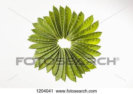 A large group of snow pea pods arranged to look like a flower View Large Photo Image Stock Image - A large group of snow pea pods arranged to look like a flower. Fotosearch