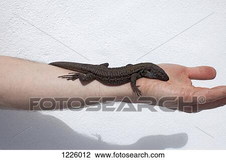 A lizard lying on a man's arm, close-up View Large Photo Image Stock Image - A lizard lying on a man's arm, close-up. Fotosearch