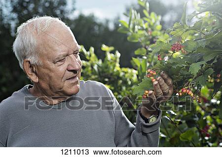 A man examining the cranberries on a High Bush Cranberry bush View Large Photo Image Stock Image - A man examining the cranberries on a High Bush Cranberry bush. Fotosearch