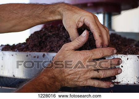 A man handling crushed grapes in a vineyard, close-up of hands View Large Photo Image Stock Photograph - A man handling crushed grapes in a vineyard, close-up of hands. Fotosearch