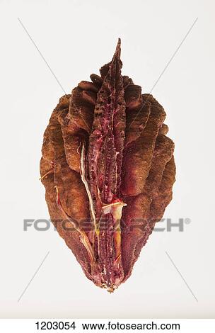 Picture - A peach pit, close-up, side view. Fotosearch