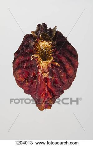 A peach pit close-up View Large Photo Image Stock Image - A peach pit close-up. Fotosearch