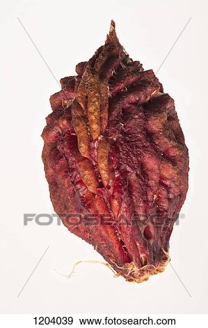 A peach pit close-up View Large Photo Image Stock Photo - A peach pit close-up. Fotosearch