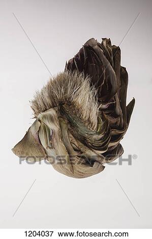 Stock Photo - A piece of a raw artichoke. Fotosearch