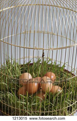 A pile of brown eggs lying on grass in a birdcage View Large Photo Image Stock Photography - A pile of brown eggs lying on grass in a birdcage. Fotosearch