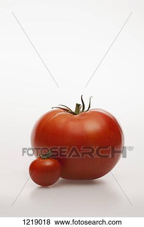 Stock Photo - A really small tomatoes next to a really big tomato. Fotosearch