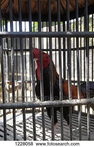 A rooster in a cage with metal bars View Large Photo Image Stock Photo - A rooster in a cage with metal bars. Fotosearch