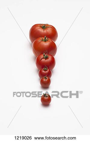 A row of tomatoes increasing in size from smallest to largest View Large Photo Image Stock Photograph - A row of tomatoes increasing in size from smallest to largest. Fotosearch