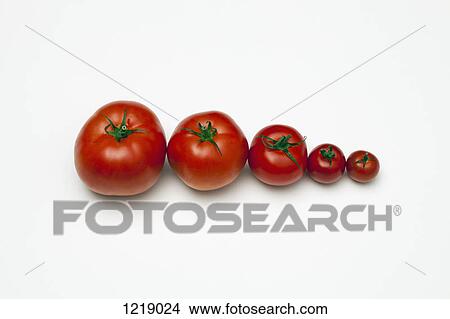 A row of tomatoes lined up from largest to smallest View Large Photo Image Picture - A row of tomatoes lined up from largest to smallest. Fotosearch