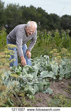 Stock Photo - A senior man bending over to inspect a plant in his garden. Fotosearch