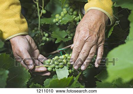 Stock Image - A senior man holding a bunch of grapes growing on a vine, close-up of hands. Fotosearch