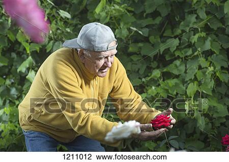A senior man holding a rose carefully while examining it in his garden View Large Photo Image Stock Image - A senior man holding a rose carefully while examining it in his garden. Fotosearch