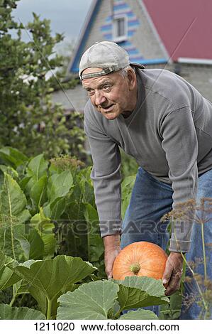 A senior man picking up a pumpkin from his garden View Large Photo Image Stock Image - A senior man picking up a pumpkin from his garden. Fotosearch