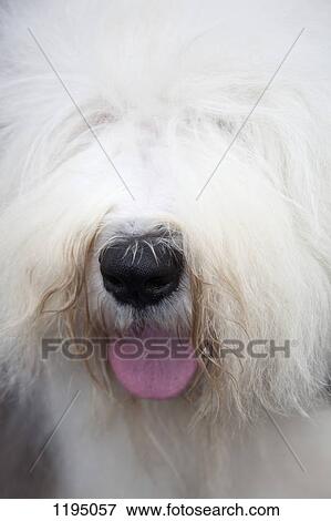A sheepdog View Large Photo Image Stock Photo - A sheepdog. Fotosearch
