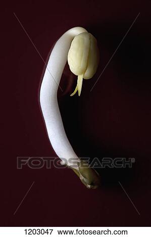A single bean sprout, close-up on black background View Large Photo Image Stock Photo - A single bean sprout, close-up on black background. Fotosearch