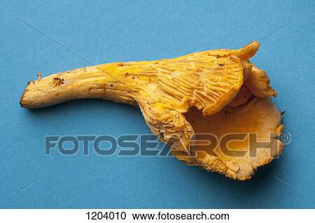 Stock Image - A single Chanterelle mushroom on a blue background. Fotosearch