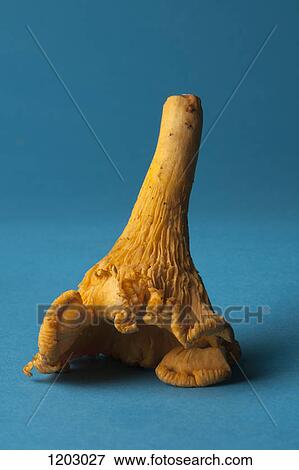 Stock Photo - A single Chanterelle mushroom on a blue background. Fotosearch