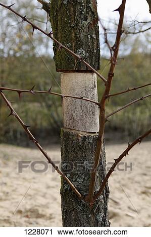 A thorny tree missing a piece of bark View Large Photo Image Stock Image - A thorny tree missing a piece of bark. Fotosearch