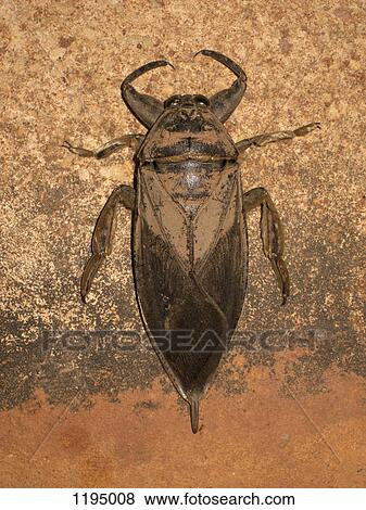 A toe-biter beetle (Belostomatidae), Broome, Western Australia, Australia View Large Photo Image Stock Photo - A toe-biter beetle (Belostomatidae), Broome, Western Australia, Australia. Fotosearch
