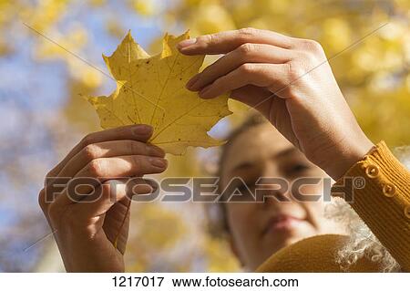 Stock Photo - A woman examining an autumn leaf, low angle close-up of hands. Fotosearch