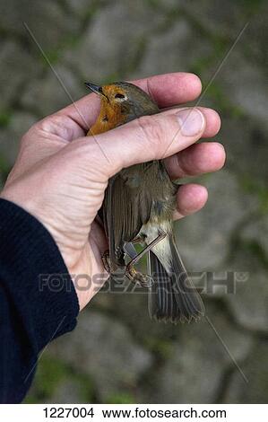Picture - A woman holding a dead European Robin, close-up of hand. Fotosearch