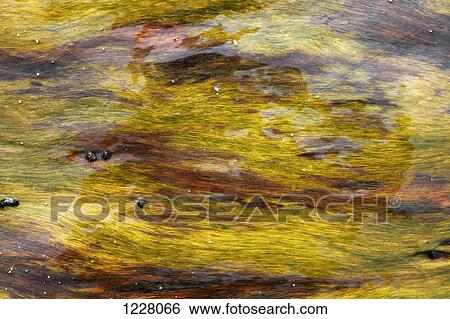 Algae floating in water, full frame View Large Photo Image Stock Photograph - Algae floating in water, full frame. Fotosearch