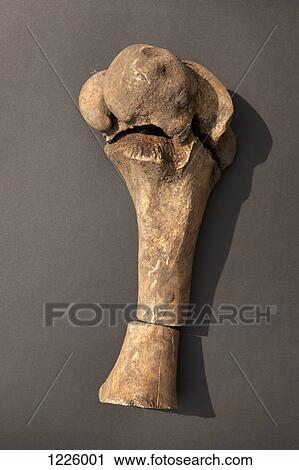 Stock Image - An animal bone broken into three pieces and arranged back in order again. Fotosearch