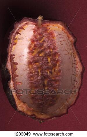 Stock Photo - An eaten half of a passion fruit. Fotosearch