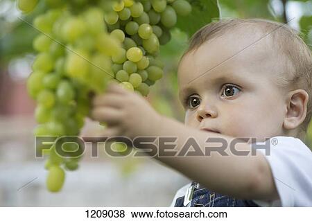 Stock Photo - Baby staring at bunch of grapes. Fotosearch