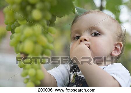 Stock Photograph - Baby tasting grapes. Fotosearch