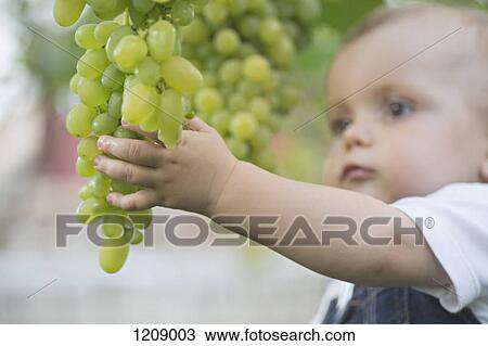 Stock Image - Baby touching bunch of grapes. Fotosearch