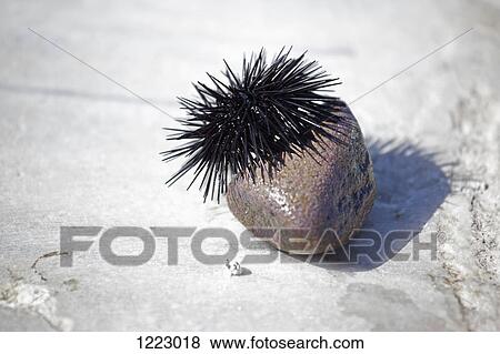 Black sea urchin (Echinoidea) on small stone View Large Photo Image Stock Photo - Black sea urchin (Echinoidea) on small stone. Fotosearch