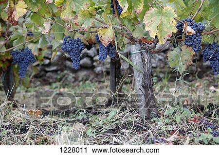Stock Image - Bunches of grapes growing in a vineyard. Fotosearch
