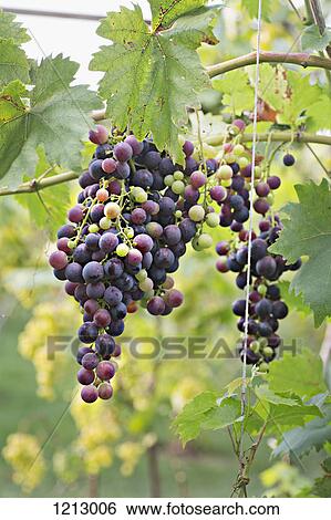 Bunches of ripe red grapes hanging from a vine View Large Photo Image Stock Photograph - Bunches of ripe red grapes hanging from a vine. Fotosearch