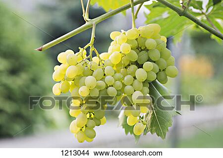 Bunches of ripe white grapes hanging from a vine View Large Photo Image Picture - Bunches of ripe white grapes hanging from a vine. Fotosearch