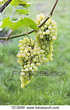 Stock Photo - Bunches of ripe white grapes hanging from a vine. Fotosearch