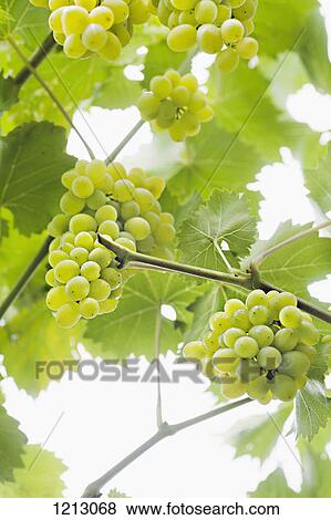 Stock Photo - Bunches of ripe white grapes hanging from a vine. Fotosearch