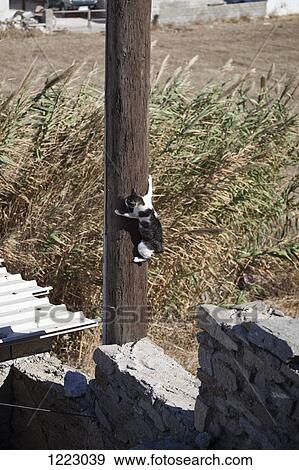 Cat clinging to telegraph pole View Large Photo Image Stock Photo - Cat clinging to telegraph pole. Fotosearch