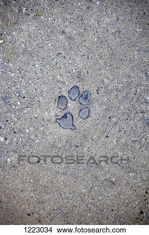 Cat paw print in concrete View Large Photo Image Picture - Cat paw print in concrete. Fotosearch