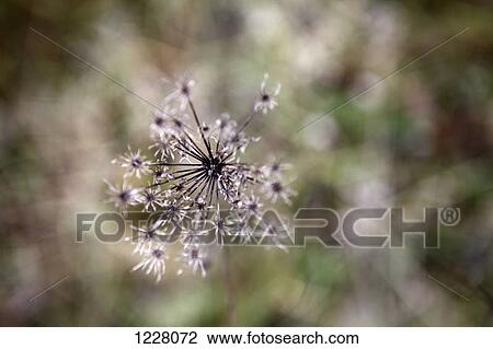 Close-up of a plant growing outdoors View Large Photo Image Stock Image - Close-up of a plant growing outdoors. Fotosearch
