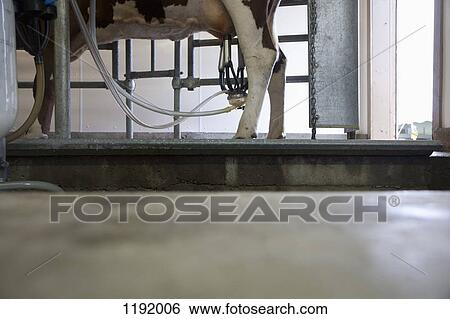 Cow attached to milking machine in cowshed View Large Photo Image Stock Photograph - Cow attached to milking machine in cowshed. Fotosearch