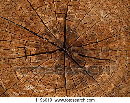 Cross section of tree View Large Photo Image Stock Photo - Cross section of tree. Fotosearch
