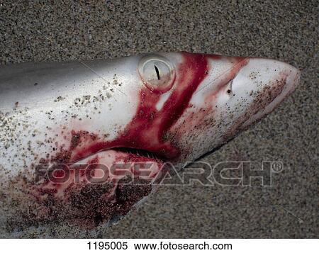 Detail of a dead shark on a beach View Large Photo Image Stock Photography - Detail of a dead shark on a beach. Fotosearch
