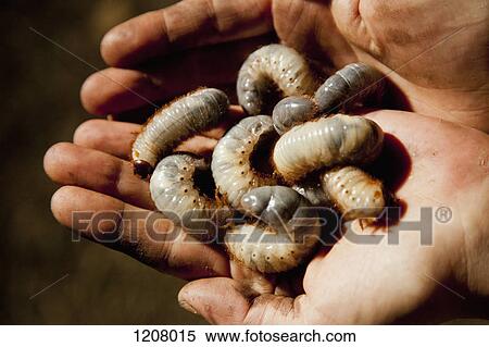 Stock Photography - Detail of a man holding witchetty grubs. Fotosearch