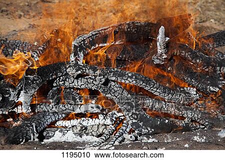 Detail of burning wood View Large Photo Image Stock Image - Detail of burning wood. Fotosearch