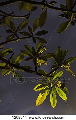 Picture - Detail of illuminated leaves and branches at night. Fotosearch