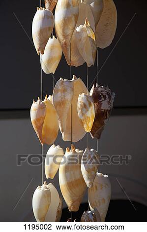 Detail of suspended shells View Large Photo Image Stock Image - Detail of suspended shells. Fotosearch