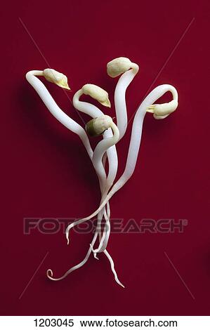 Five bean sprouts intertwined View Large Photo Image Stock Photography - Five bean sprouts intertwined. Fotosearch