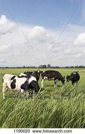 Five Holstein cows grazing in a field View Large Photo Image Stock Image - Five Holstein cows grazing in a field. Fotosearch
