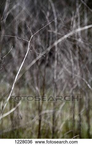 Stock Photograph - Focus on a single bare branch, bare trees in background creating an abstract pattern. Fotosearch